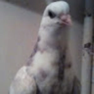 Meet your Posher, Nick feathers